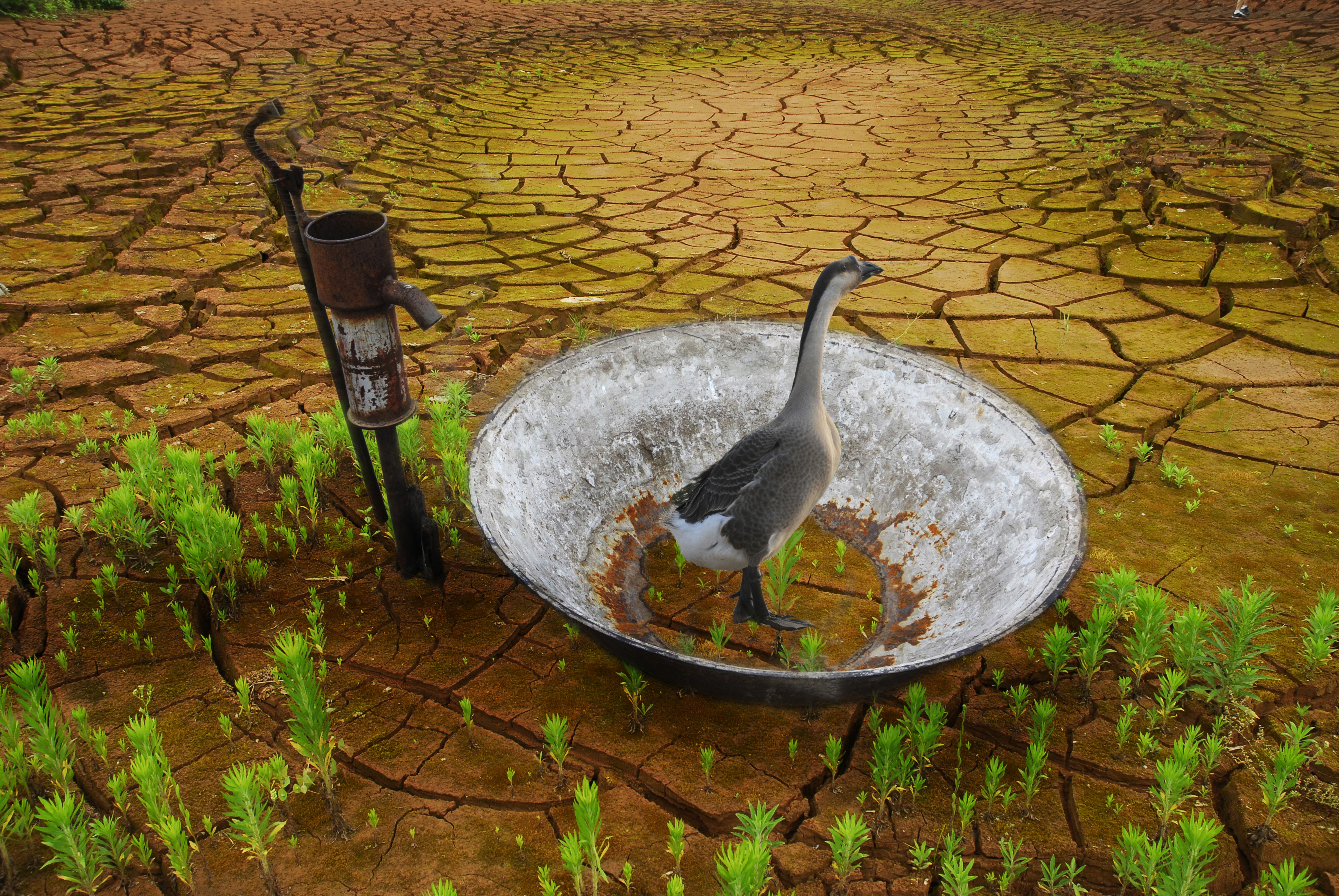 困惑  榮獲大眾攝影雜志2009雙周賽佳作獎(jiǎng)。.jpg