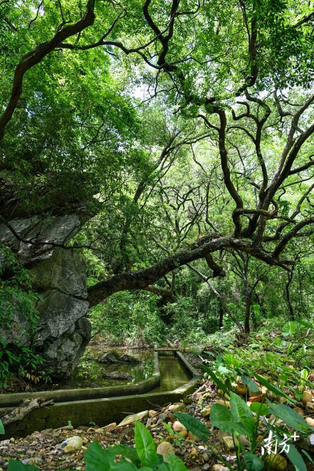 沙口鎮(zhèn)園山村背后，古樟樹錯落有致。 曾亮超 攝