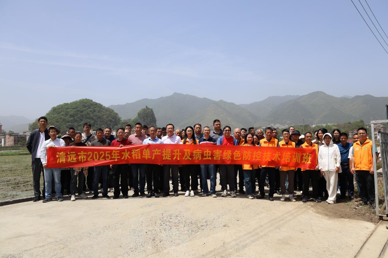 強化科技支撐 清遠(yuǎn)市舉辦2025年水稻單產(chǎn)提升及病蟲害綠色防控技術(shù)培訓(xùn)